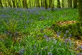 Springtime in Monaghan 2013 (39)